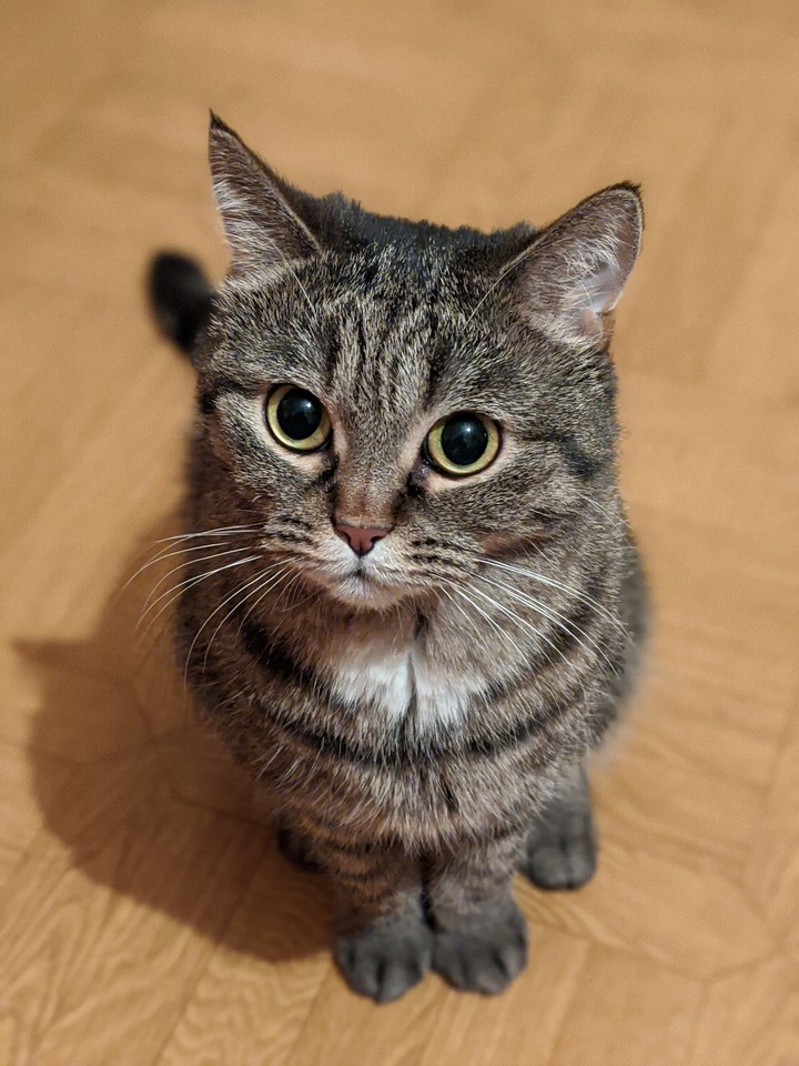 cat