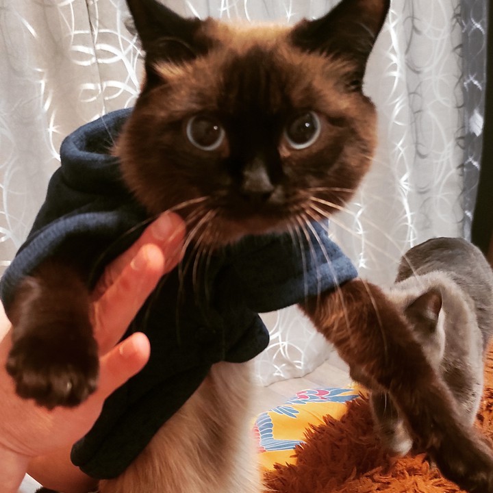 моя любимая кошка ??
