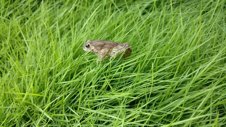 frog on grass
