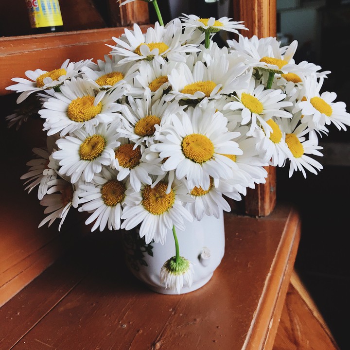 chamomile