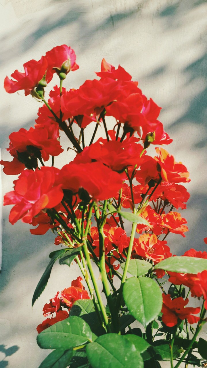 flowers