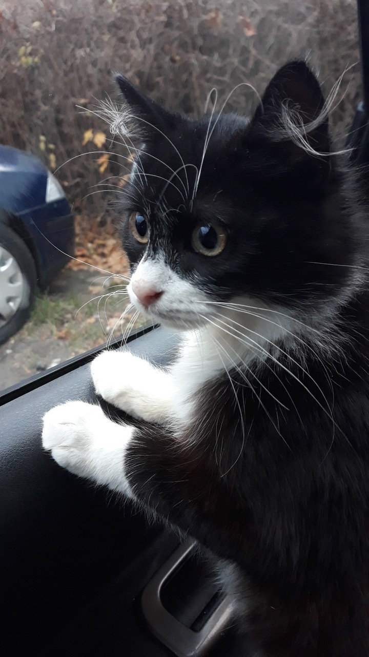 Cat