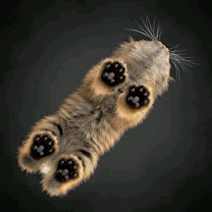 Котик