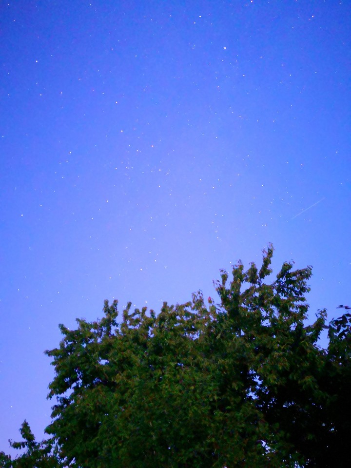 trees