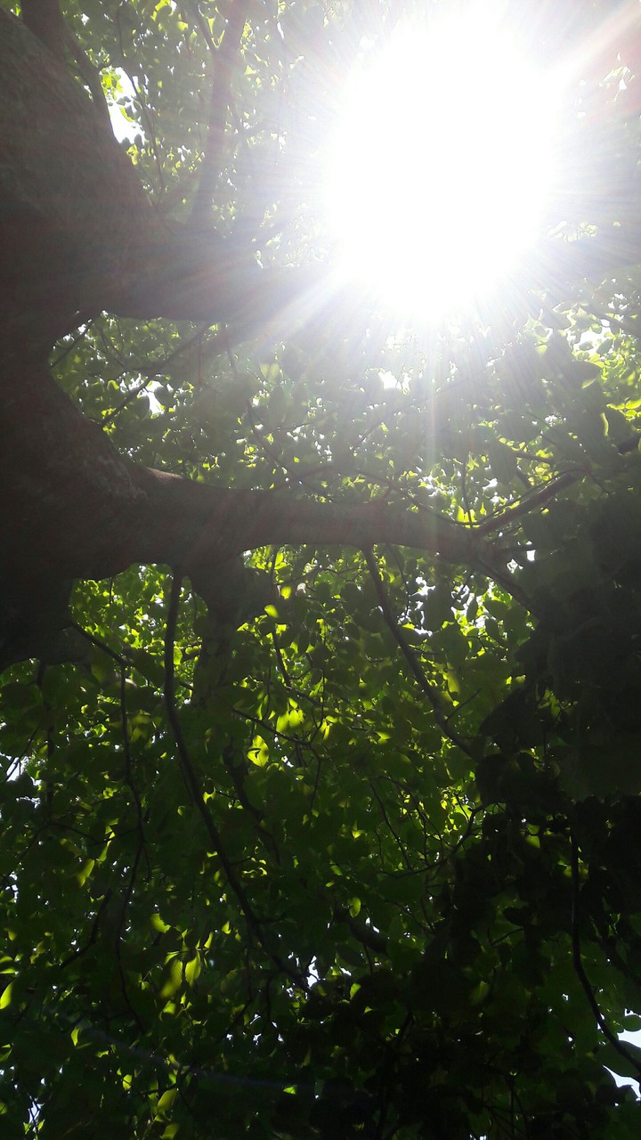 jungle