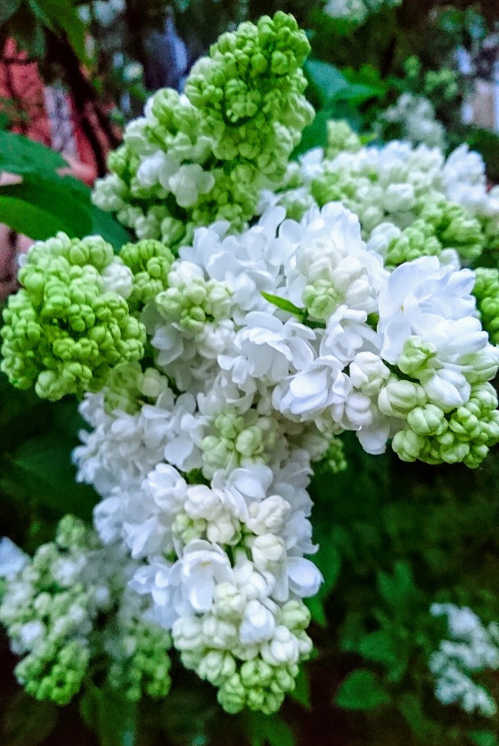 Шикарная белая сирень