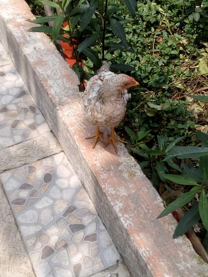 mi amigo porfirio