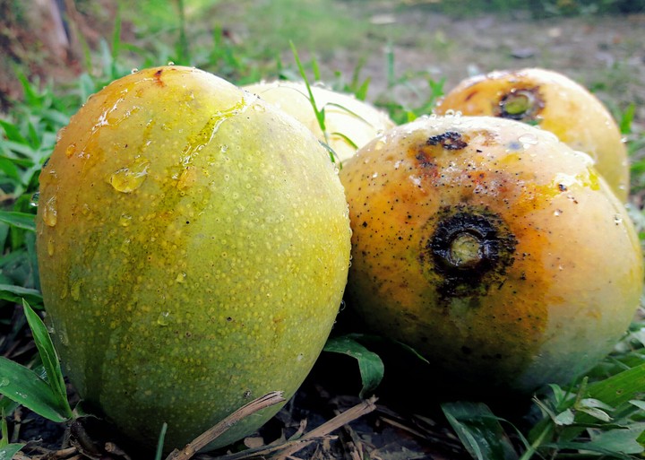 Mangos.