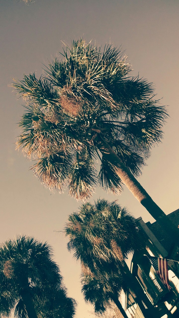 Palm Trees and the American Flag