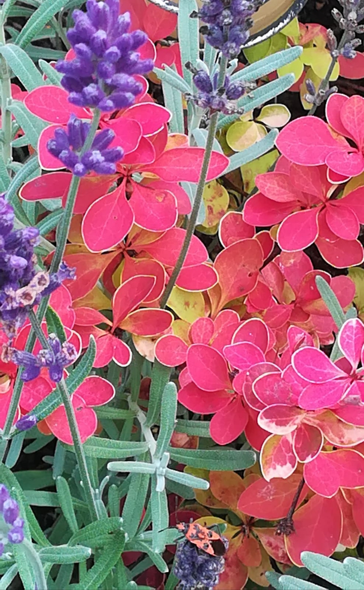 Flowers