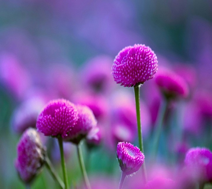 purple flowers