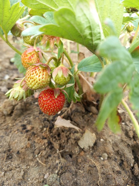 шпалери fruit, flower