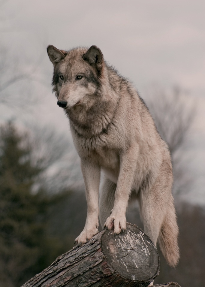 Wolf