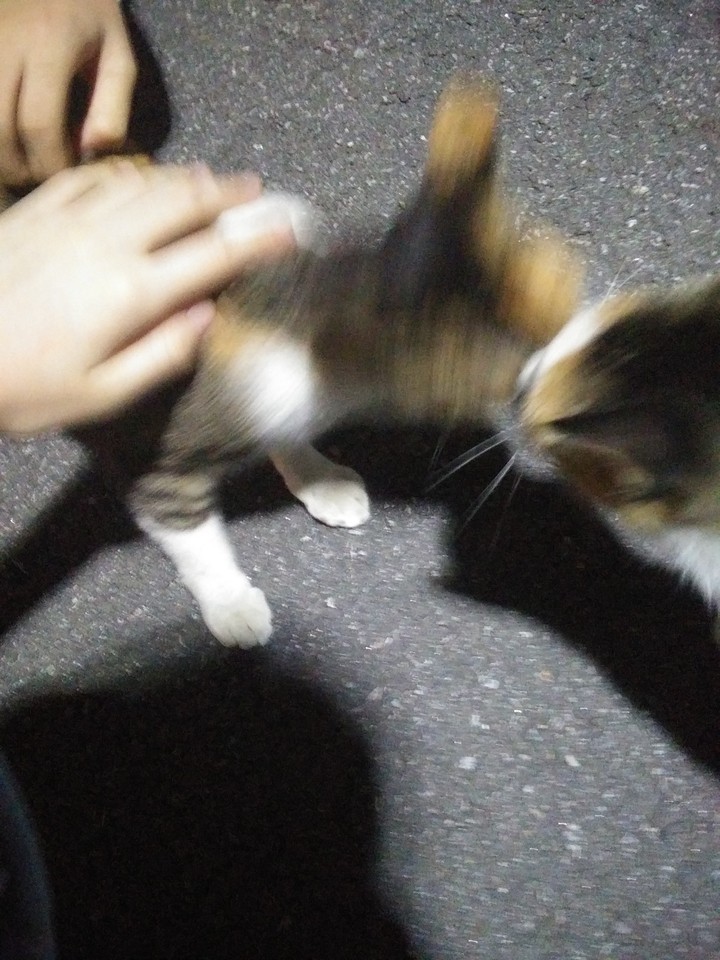 냥옹잉