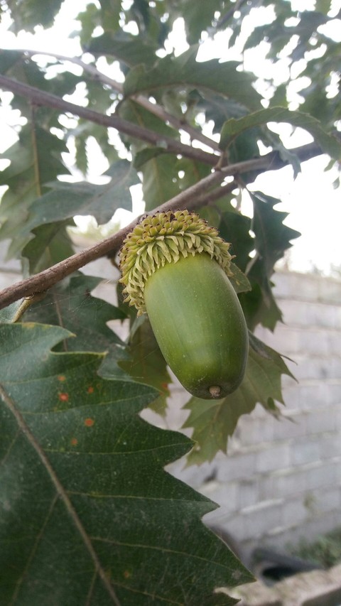 тапети durian, acorn