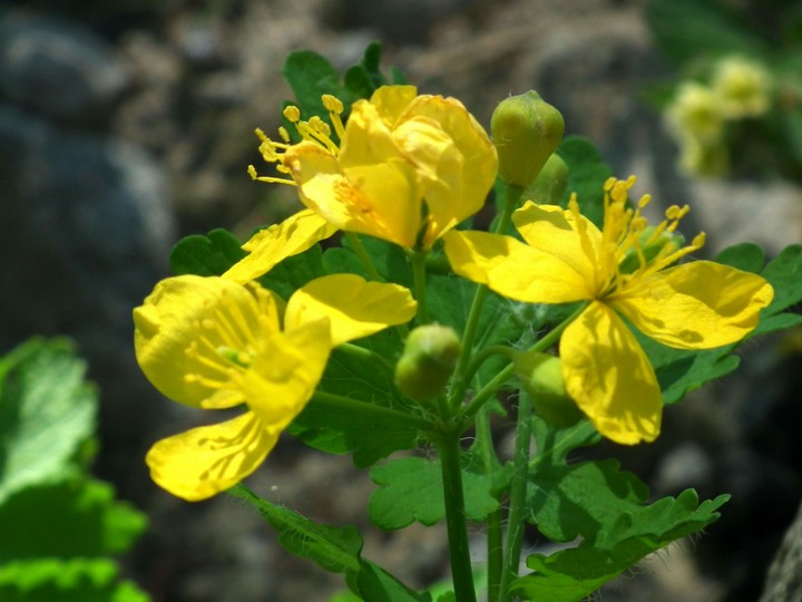 flower