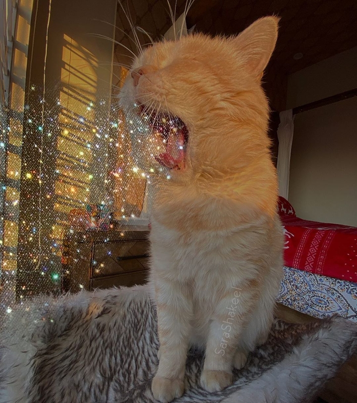 Gato