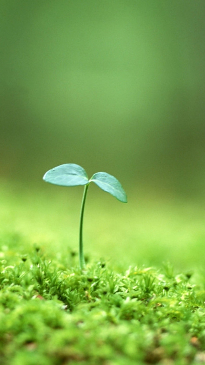 plant