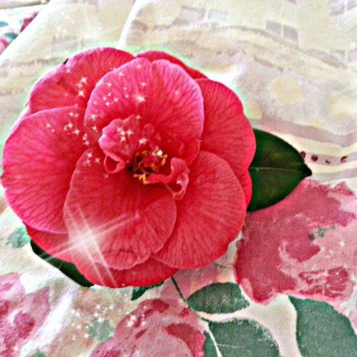 Pink flower