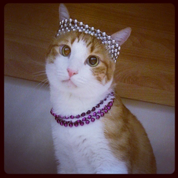 cat with pearls