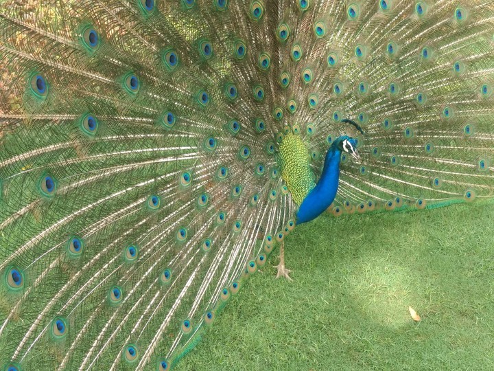 Beautiful Peacock