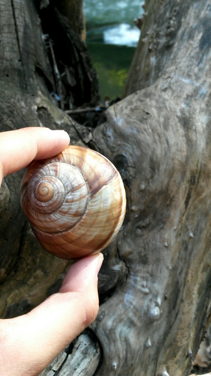 Old but gold (Snail)