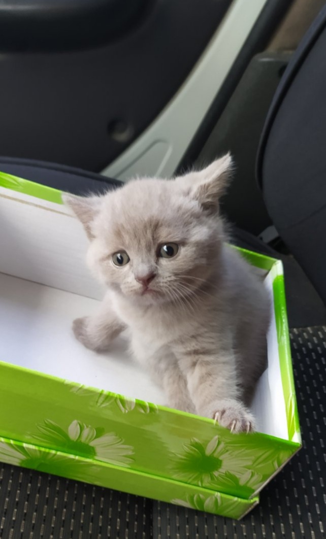 Котенок