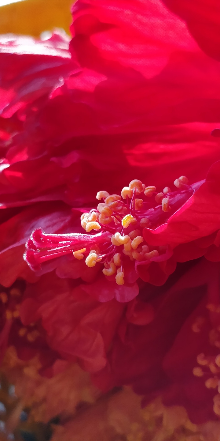 Red Flower Petals
