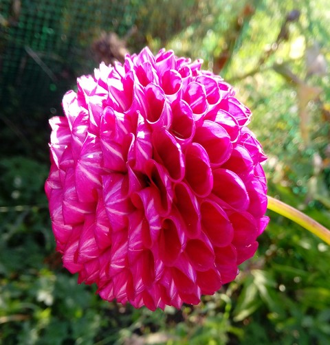 Dahlia