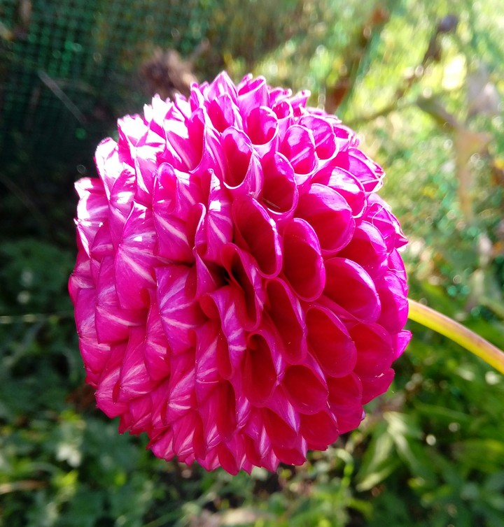 Dahlia 