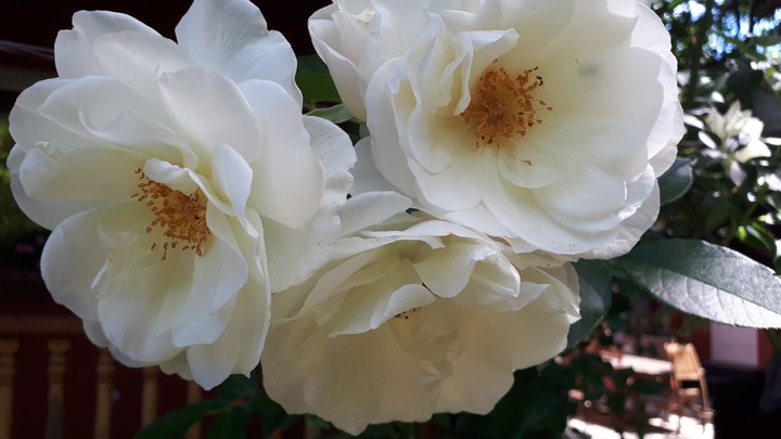 A Bunch of White Roses