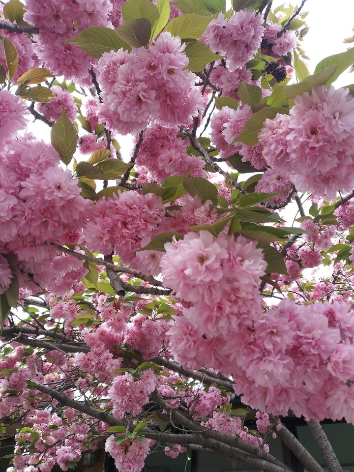 꽃