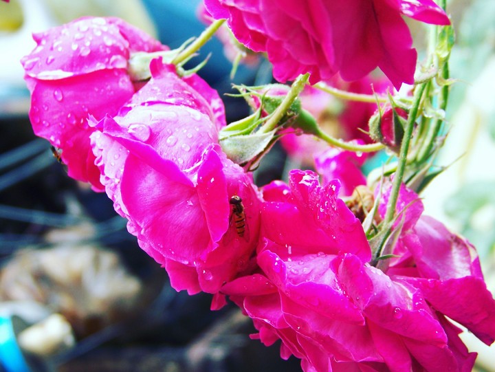 Rose