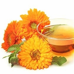 calendula fiore