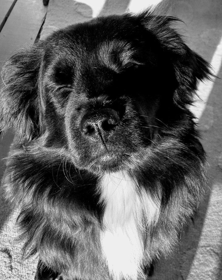Lulu