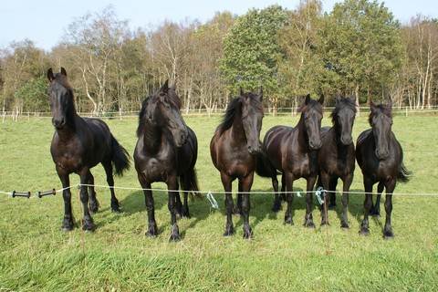 fondos de pantalla Livestock, pasture