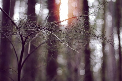 Winter Woods