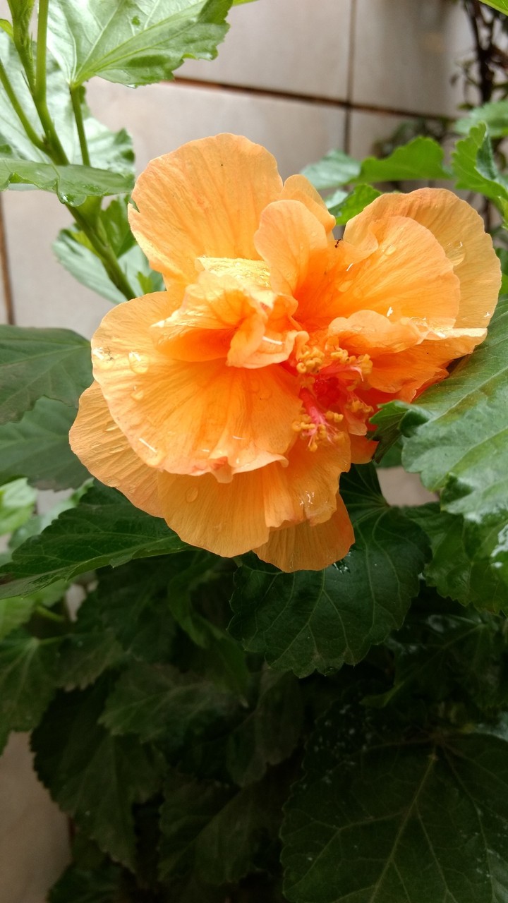 flor