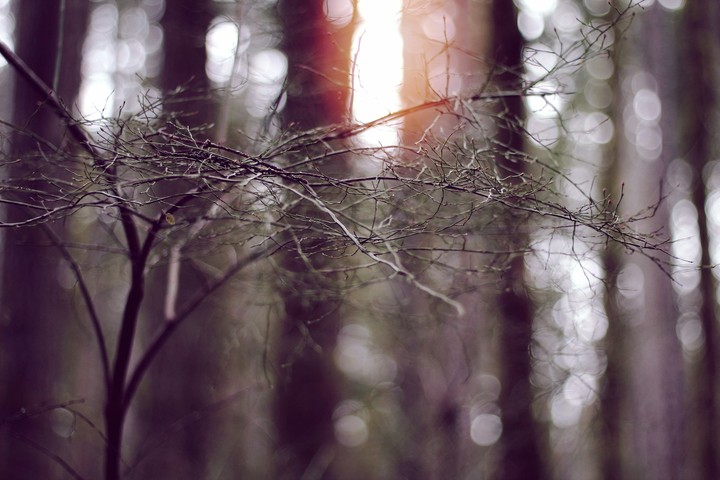 Winter Woods