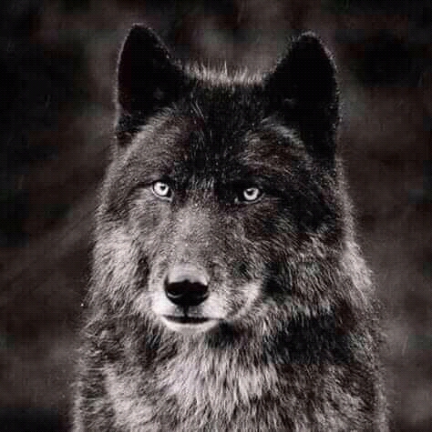 wolf