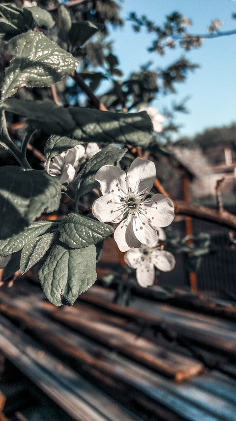 fonds d'écran twig, plant