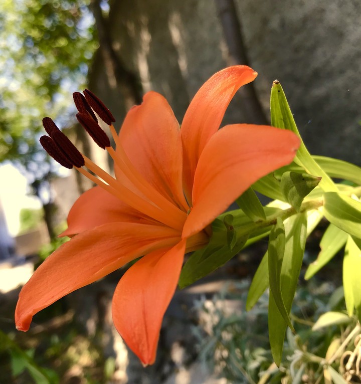 flower