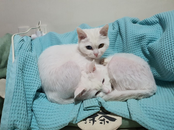 귀여움
