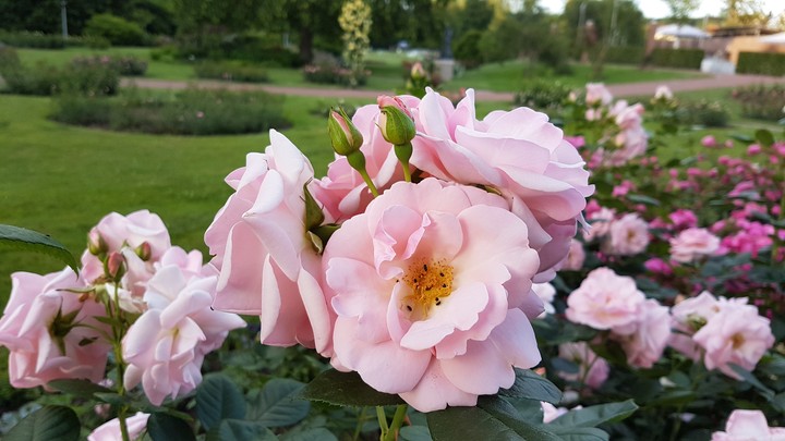 roses