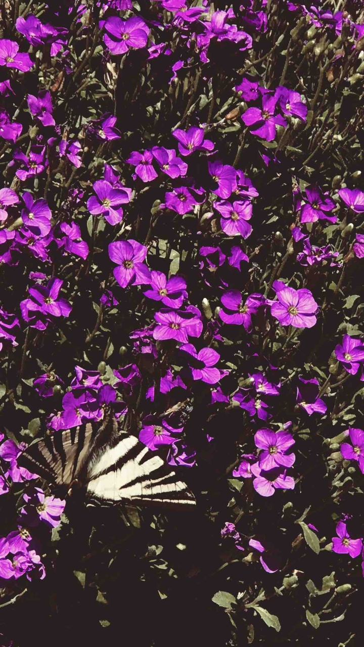 Butterfly flow et