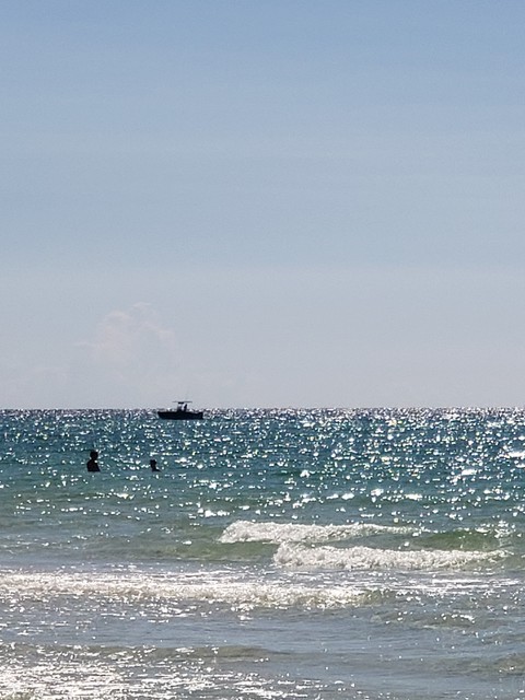 seabird, sky háttérképek