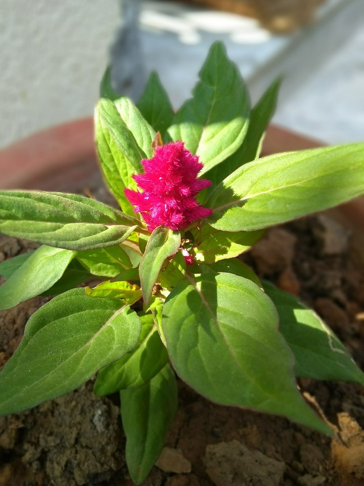 flower