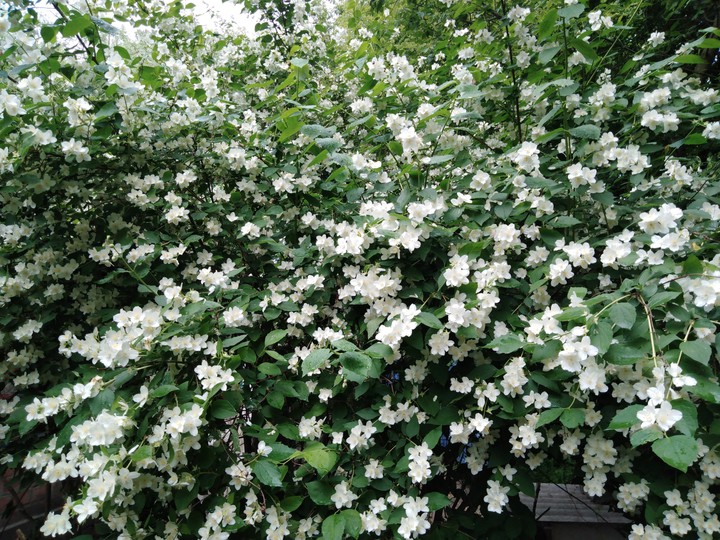 jasmine
