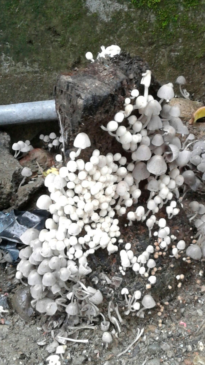 pretty fungi