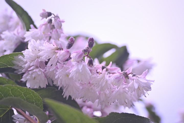 fleur
